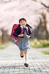 Japanese elementary schoolgirl and cherry blossoms