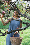 Woman picking apples from tree