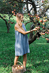 Woman picking apples from tree