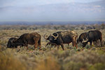Herd of buffalo (Syncerus caffer) grazing, Sutherland, Northern Cape, South Africa