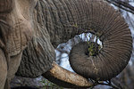 Close up of African elephant (Loxodonta)