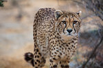 Cheetah (Acinonyx jubatus)