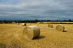 Bales of hay after harvest