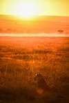 Lioness in plains of Masai Mara, Kenya