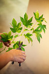 High angle close up of person in flower gallery, working on Ikebana arrangement, using secateurs to cut leaves of a twig.