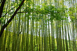 Bamboo Forest in Spring