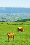 Cow and Calf