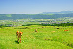 Calf in Aso, Kumamoto Prefecture, Japan