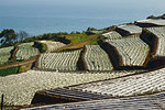 Potato Field