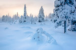 Snow covered winter landscape at sunset, Lapland, Pallas-Yllastunturi National Park, Finland, Europe