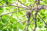 Brown Throated Three Toed Sloth, Playa Biesanz Beach, Manuel Antonio, Costa Rica, Central America