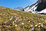 Crocus flowers in bloom, Partnun, Prattigau, Davos, canton of Graubunden, Switzerland, Europe