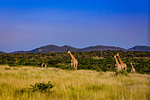 Giraffe (Giraffa camelopardalis), Zululand, South Africa, Africa
