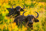 Water buffalo (Bubalus bubalis), Zululand, South Africa, Africa