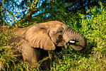African Elephant (Loxodonta Africana), Zululand, South Africa, Africa