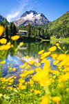 Summer flowers at Lake Cavloc, Forno Valley, Maloja Pass, Engadine, Graubunden, Switzerland, Europe