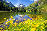 Summer flowers at Lake Cavloc, Forno Valley, Maloja Pass, Engadine, Graubunden, Switzerland, Europe