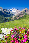 Hiker and rhododendron flowers, with Mount Disgrazia in the background, Scermendone, Valmasino, Valtellina, Lombardy, Italy, Europe