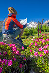 Tourist reading hiking map beside rhododendron flowers, Mount Scermendone, Valmasino, Valtellina, Lombardy, Italy, Europe