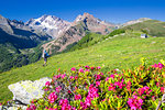 Hiker walkpast rhododendron flowers with Mount Disgrazia in the background, Scermendone, Valmasino, Valtellina, Lombardy, Italy, Europe