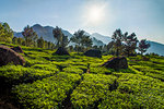 Tea plantations landscape near Munnar in the Western Ghats Mountains, Kerala, India, Asia