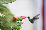 Humming bird drinking from a cactus, Vinales, UNESCO World Heritage Site, Cuba, West Indies, Caribbean, Central America