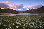 Cotton grass blooming in Gavia Pass at sunset, Stelvio National Park, Val Camonica, Brescia Province, Lombardy, Italy, Europe