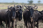 Blue wildebeest (gnu) (Connochaetes taurinus), Ndutu, Ngorongoro Conservation Area, Serengeti, Tanzania, East Africa, Africa