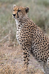 Cheetah (Acinonyx jubatus), Ndutu, Ngorongoro Conservation Area, Serengeti, Tanzania, East Africa, Africa