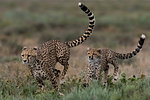 A female cheetah (Acinonyx jubatus) and its cub sparring, Ndutu, Ngorongoro Conservation Area, Serengeti, Tanzania, East Africa, Africa