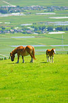 Ranch in Aso, Kumamoto Prefecture, Japan