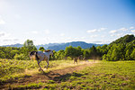 Horse in Hokkaido