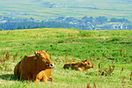 Cow and Calf