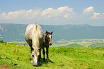 Ranch in Aso, Kumamoto Prefecture, Japan