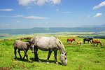 Horse and Foal