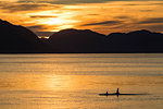 Killer whales (Orcinus orca) surfacing at sunset near Point Adolphus, Icy Strait, Southeast Alaska, United States of America, North America