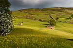 Stone field barns in wild flower meadows, Keld, Swaledale, Yorkshire Dales National Park, North Yorkshire, England, United Kingdom, Europe