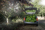 Car filled with green vegetation