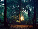 Lights hanging from tree in forest