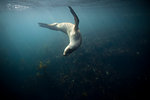 Hookers sea lion swimming underwater