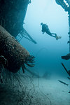 Diver examining underwater shipwreck