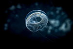 Jellyfish swimming underwater