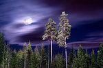 Forest in moonlight