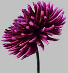 Purple dahlia