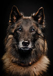 Studio portrait of alsatian dog