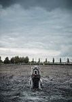 Portrait of large grey dog sitting on wasteland