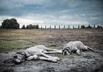 Two large grey dogs lying on wasteland