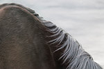 Close up of black horse's neck and shoulder