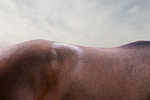 Close up of bay horse's back and rump