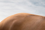 Close up of bay horse's rump